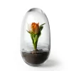 Design House Stockholm Ruukut^Grow-idätysastia, Medium ø11 cm
