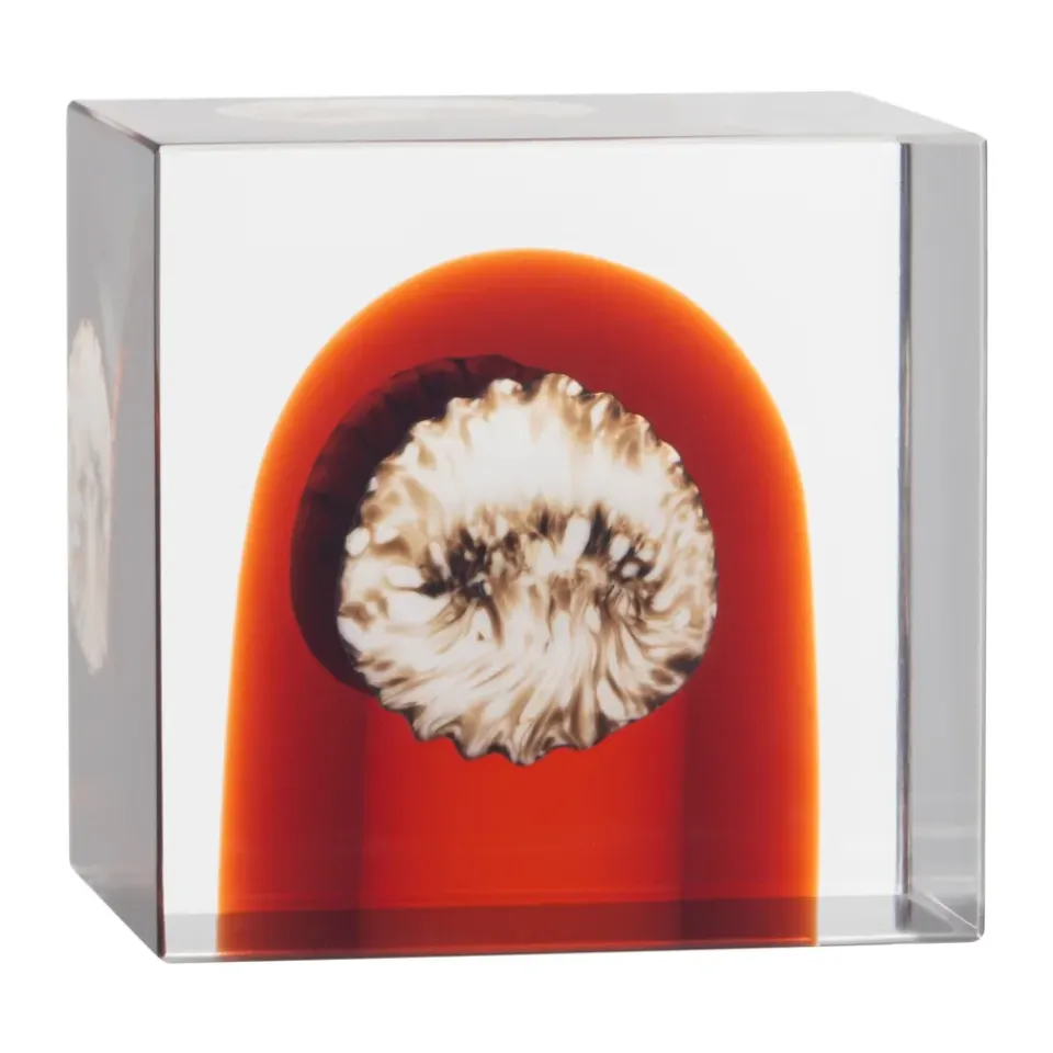 Iittala Taidelasi|Veistokset & Posliinihahmot^vuosikuutio, 2026