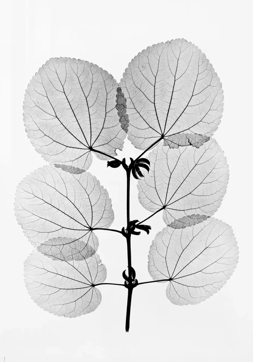 Fine Little Day Julisteet^Katsura juliste, 70 x 100 cm