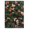 Fine Little Day Julisteet^Rose juliste, 70 x 100 cm