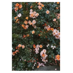 Fine Little Day Julisteet^Rose juliste, 70 x 100 cm