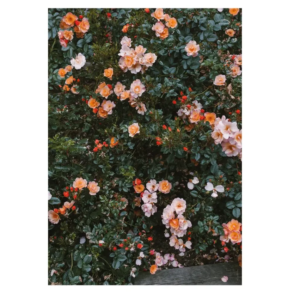 Fine Little Day Julisteet^Rose juliste, 70 x 100 cm