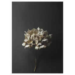 Paper Collective Julisteet^Still Life 04 Hydrangea juliste, 50x70 cm